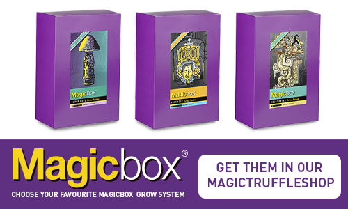Magicbox Kit de culture de champignons magiques 100% mycélium